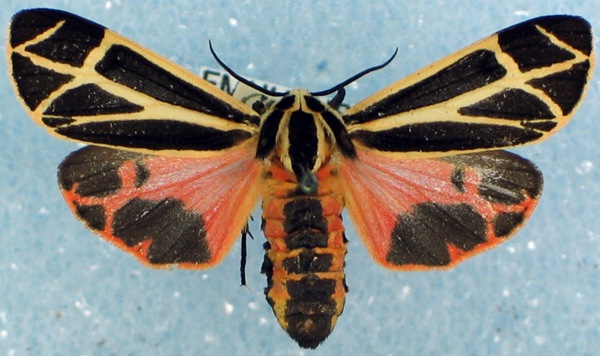 Apantesis phalerata